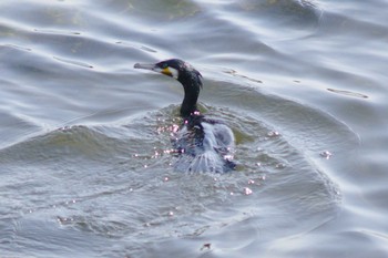 Great Cormorant 多摩川二ヶ領宿河原堰 Sat, 3/31/2018