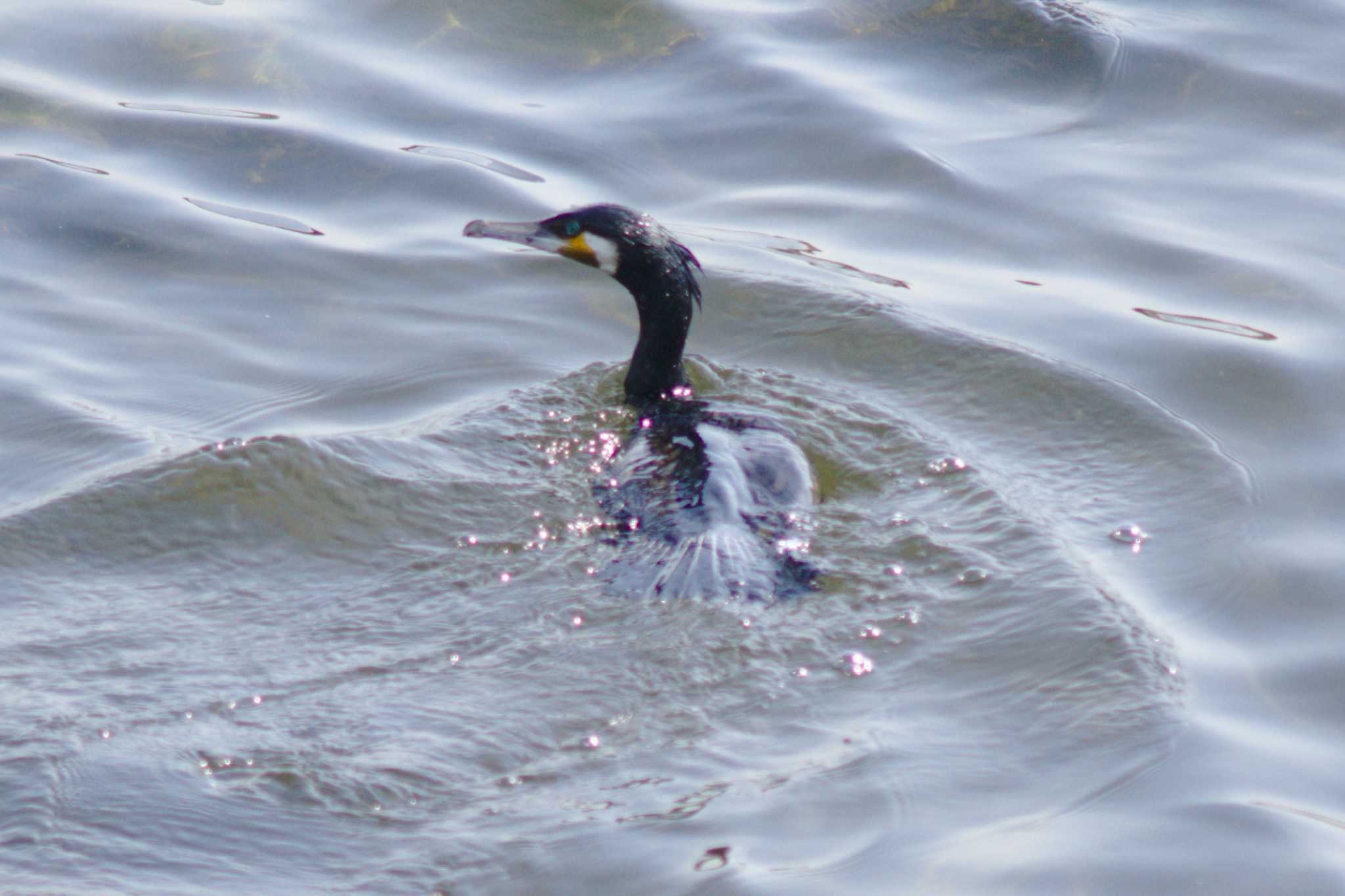 Photo of Great Cormorant at 多摩川二ヶ領宿河原堰 by さすらう葦