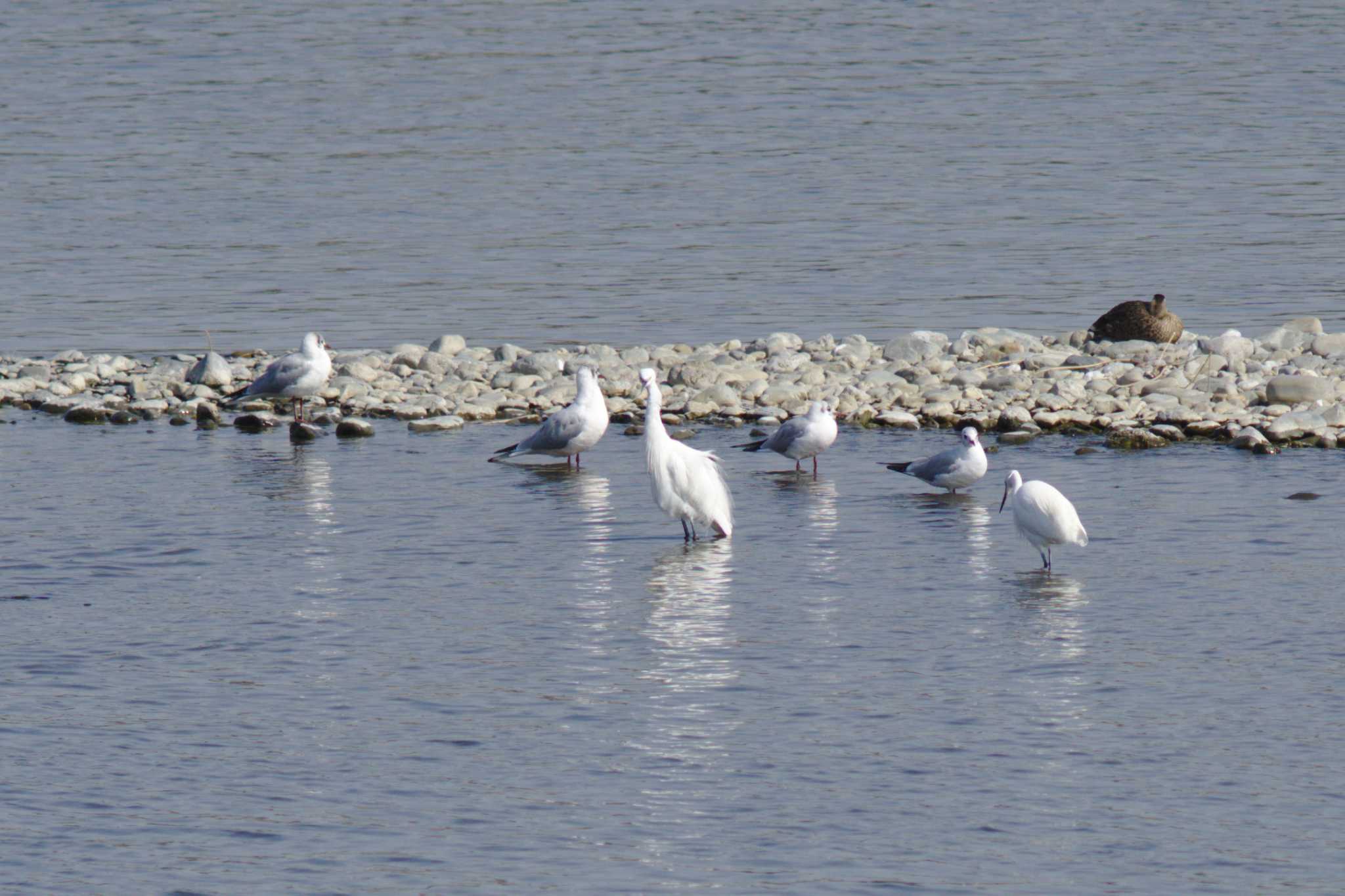 Photo of Black-headed Gull at 多摩川二ヶ領宿河原堰 by さすらう葦