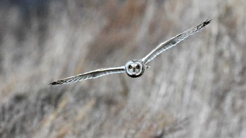 2023年1月14日(土) 南牧村の野鳥観察記録