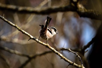 2023年1月13日(金) 熱海梅園の野鳥観察記録