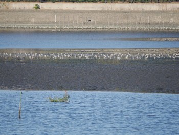 2023年1月9日(月) 谷津干潟の野鳥観察記録