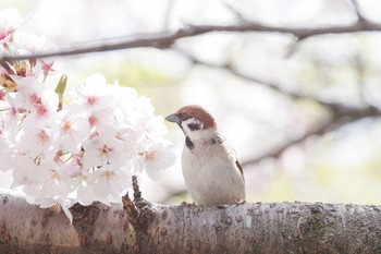 スズメ 兵庫県宝塚市 2018年3月31日(土)