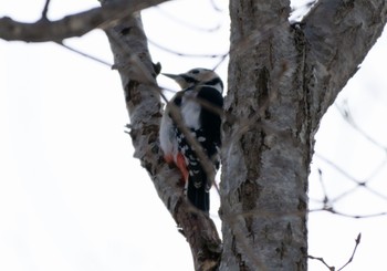 Great Spotted Woodpecker(japonicus) 野幌森林公園 Mon, 1/9/2023