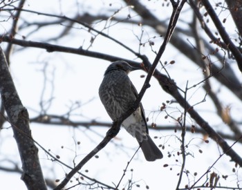 Brown-eared Bulbul 野幌森林公園 Mon, 1/9/2023