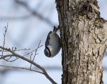 Eurasian Nuthatch(asiatica) 野幌森林公園 Mon, 1/9/2023