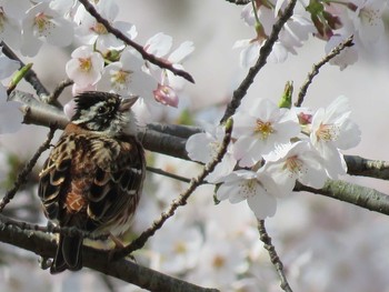 カシラダカ 東秩父村 2018年3月31日(土)