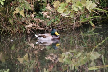 Mallard 谷戸岡公園(伊勢原市) Tue, 11/3/2020