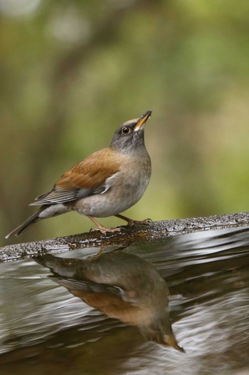 Pale Thrush 権現山(弘法山公園) Tue, 11/24/2020