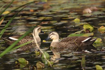 Eastern Spot-billed Duck 谷戸岡公園(伊勢原市) Tue, 11/17/2020