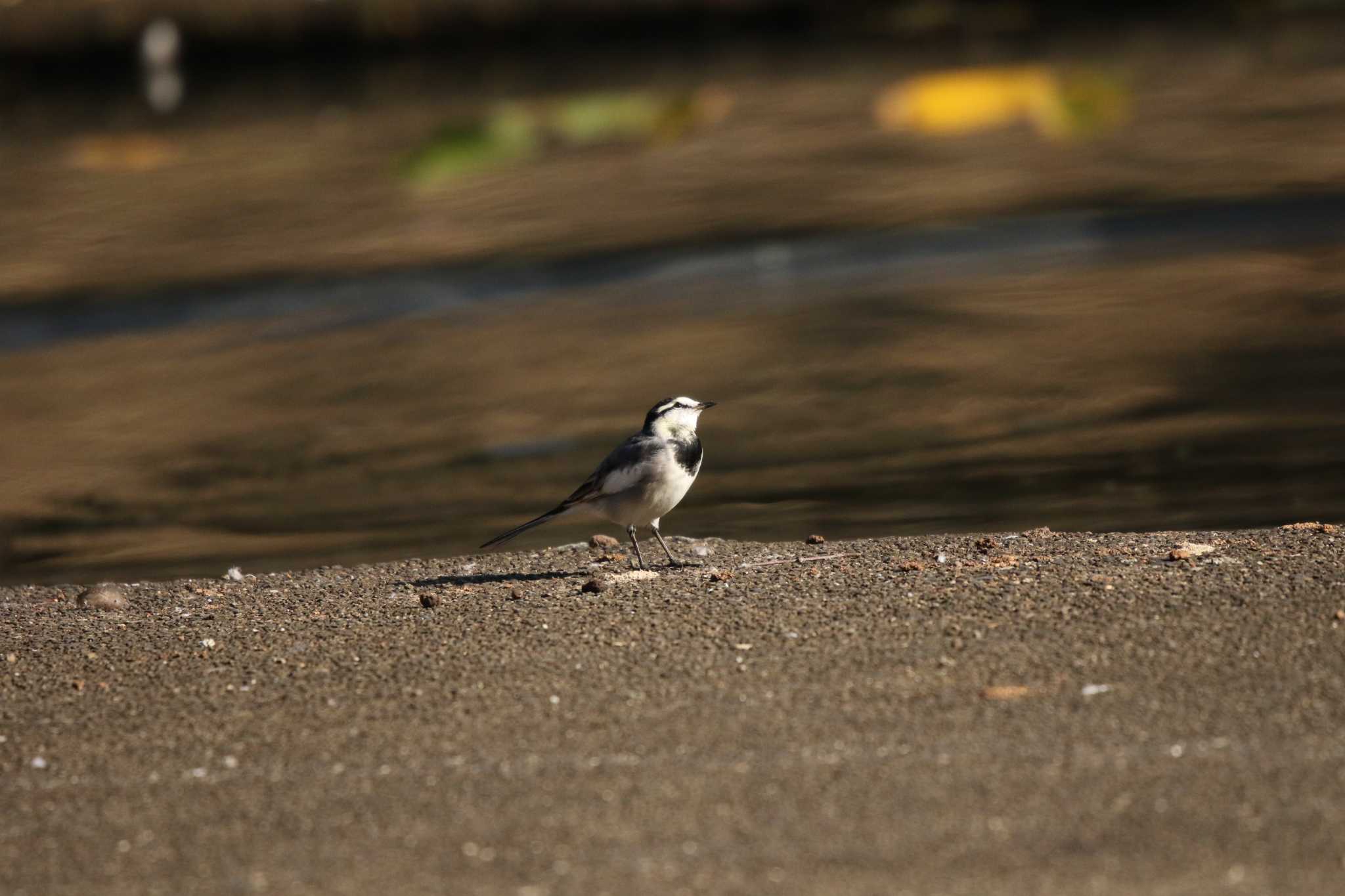 Photo of White Wagtail at 谷戸岡公園(伊勢原市) by Tak4628