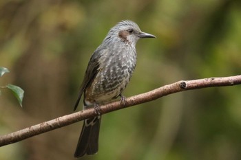 Brown-eared Bulbul 権現山(弘法山公園) Tue, 11/24/2020