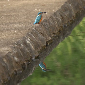 Common Kingfisher 谷戸岡公園(伊勢原市) Tue, 10/27/2020