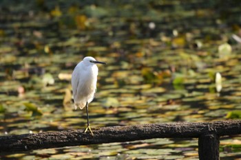 コサギ 谷戸岡公園(伊勢原市) 2020年11月17日(火)