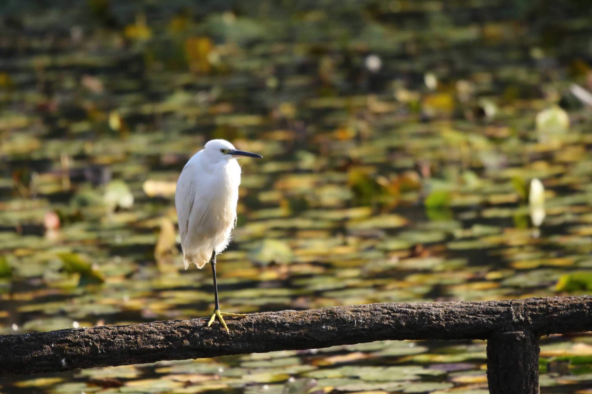 Photo of Little Egret at 谷戸岡公園(伊勢原市) by Tak4628