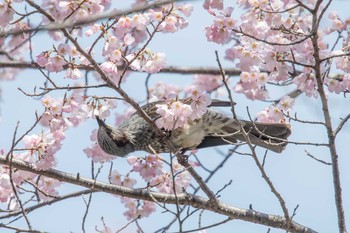 ヒヨドリ 明石公園 2018年3月22日(木)