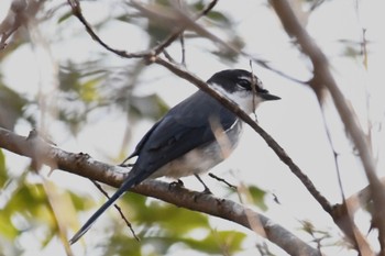 Ryukyu Minivet Kodomo Shizen Park Fri, 1/13/2023