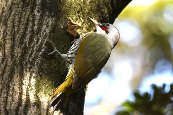 Japanese Green Woodpecker Kodomo Shizen Park Fri, 1/13/2023