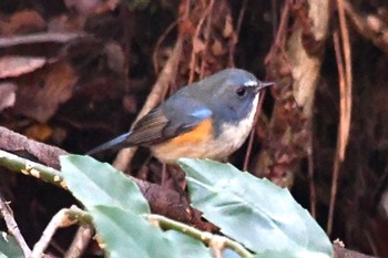 Red-flanked Bluetail Kodomo Shizen Park Fri, 1/13/2023