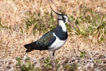 Northern Lapwing 平塚田んぼ Sun, 1/8/2023