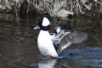 2023年1月12日(木) 多摩川の野鳥観察記録