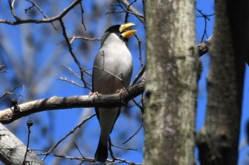 2023年1月11日(水) 座間谷戸山公園の野鳥観察記録