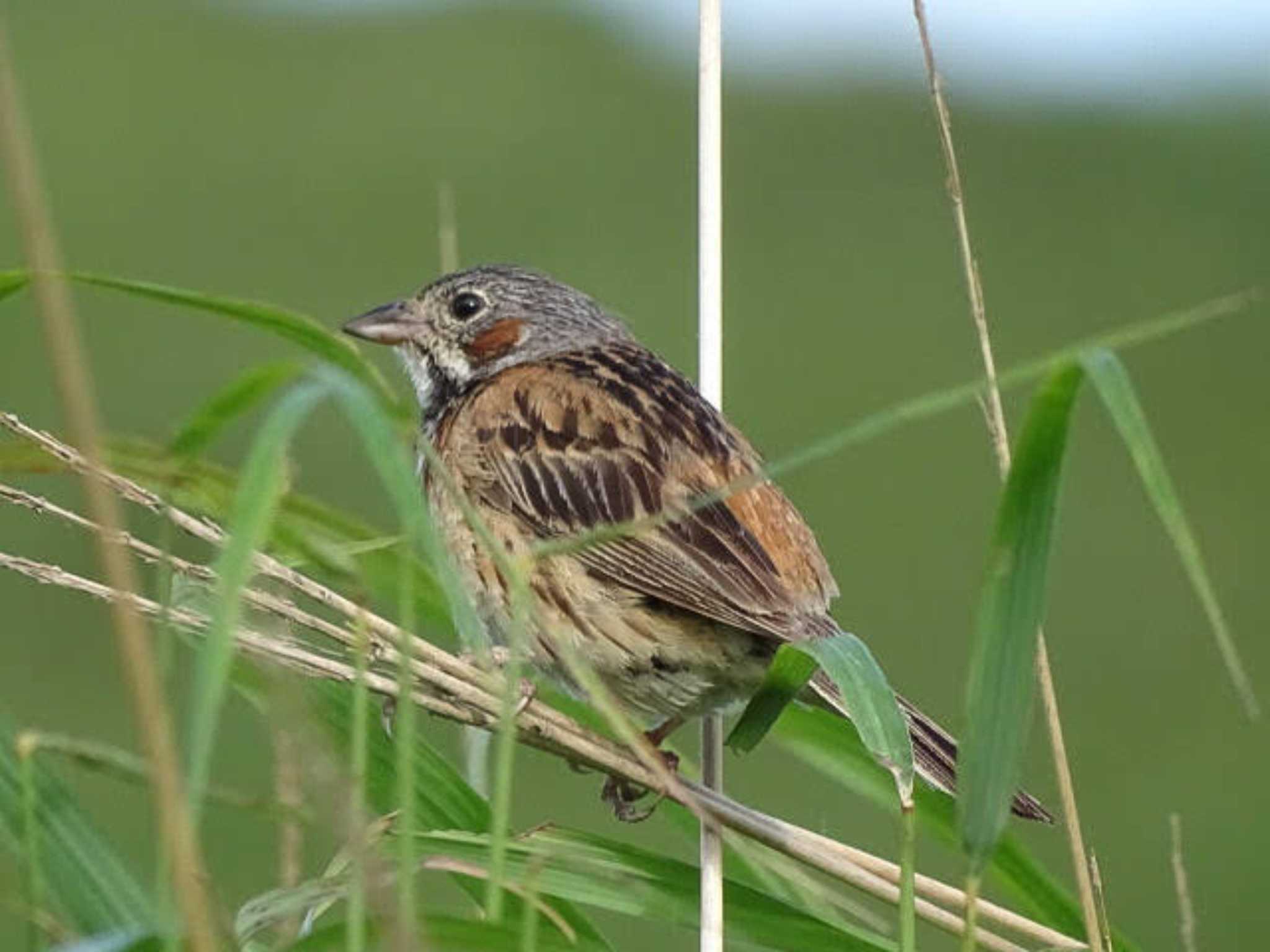 Chestnut-eared Bunting