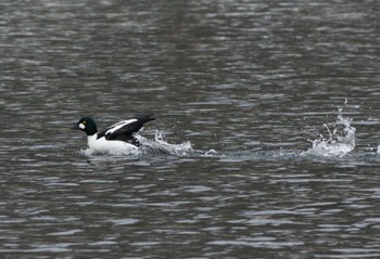 Common Goldeneye 鳥沼公園 Sat, 1/14/2023