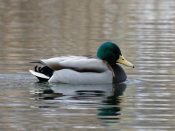 Mallard 鳥沼公園 Sat, 1/14/2023