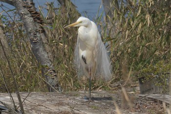 Sat, 3/31/2018 Birding report at Mie-ken Ueno Forest Park