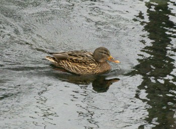 Mallard 鳥沼公園 Sat, 1/14/2023