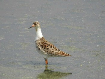 Ruff 愛知県西尾市 Sun, 4/7/2019