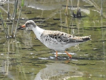 Ruff 愛知県西尾市 Sun, 4/7/2019