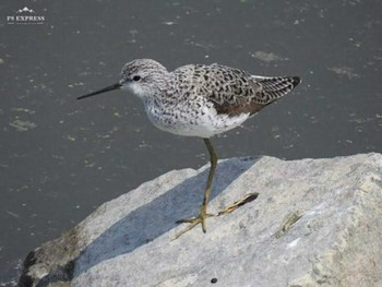 Marsh Sandpiper 愛知県西尾市 Sun, 4/7/2019