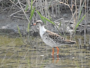 2019年4月7日(日) 愛知県西尾市の野鳥観察記録