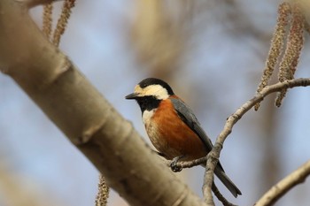 Varied Tit 北海道 函館市 東山 Sat, 3/31/2018