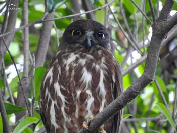 2019年6月16日(日) 猪名部神社(三重県員弁郡)の野鳥観察記録