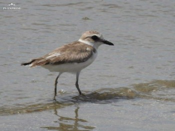 2019年8月12日(月) 愛知県西尾市の野鳥観察記録