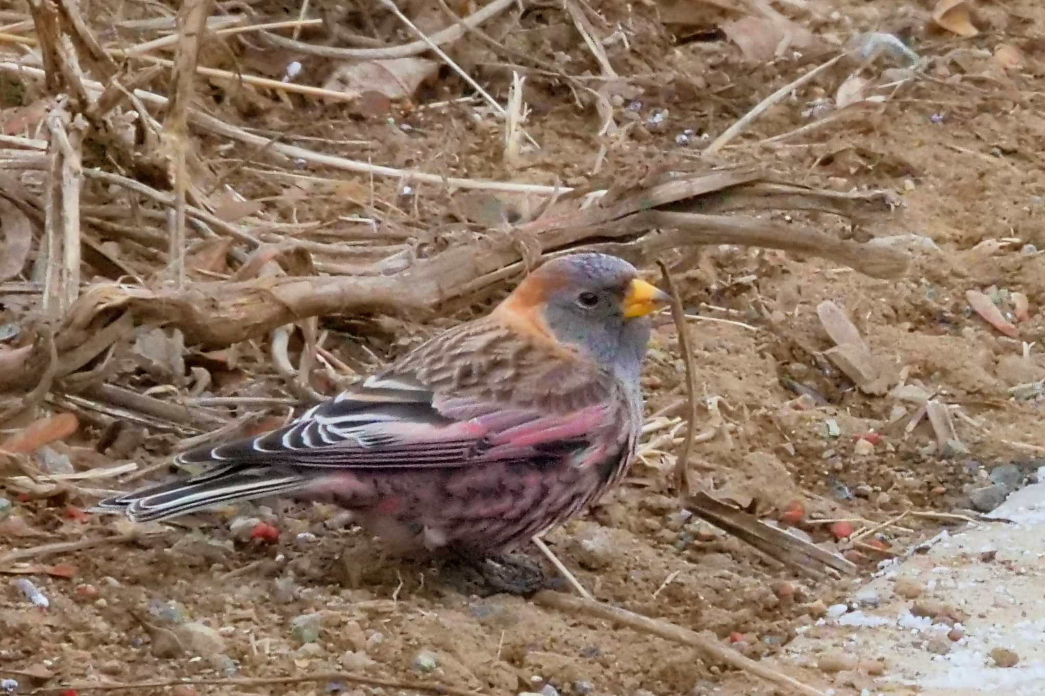 Photo of Asian Rosy Finch at Mt. Tsukuba by でみちん