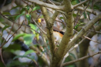 Chinese Grosbeak 江津湖 Sat, 1/30/2016