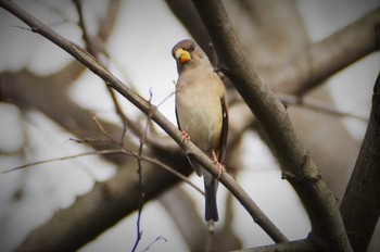 Chinese Grosbeak 江津湖 Sat, 1/30/2016