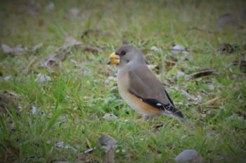 Chinese Grosbeak 江津湖 Tue, 2/2/2016