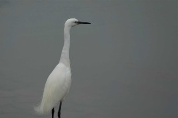 コサギ ロクハ公園(滋賀県草津市) 2023年1月13日(金)