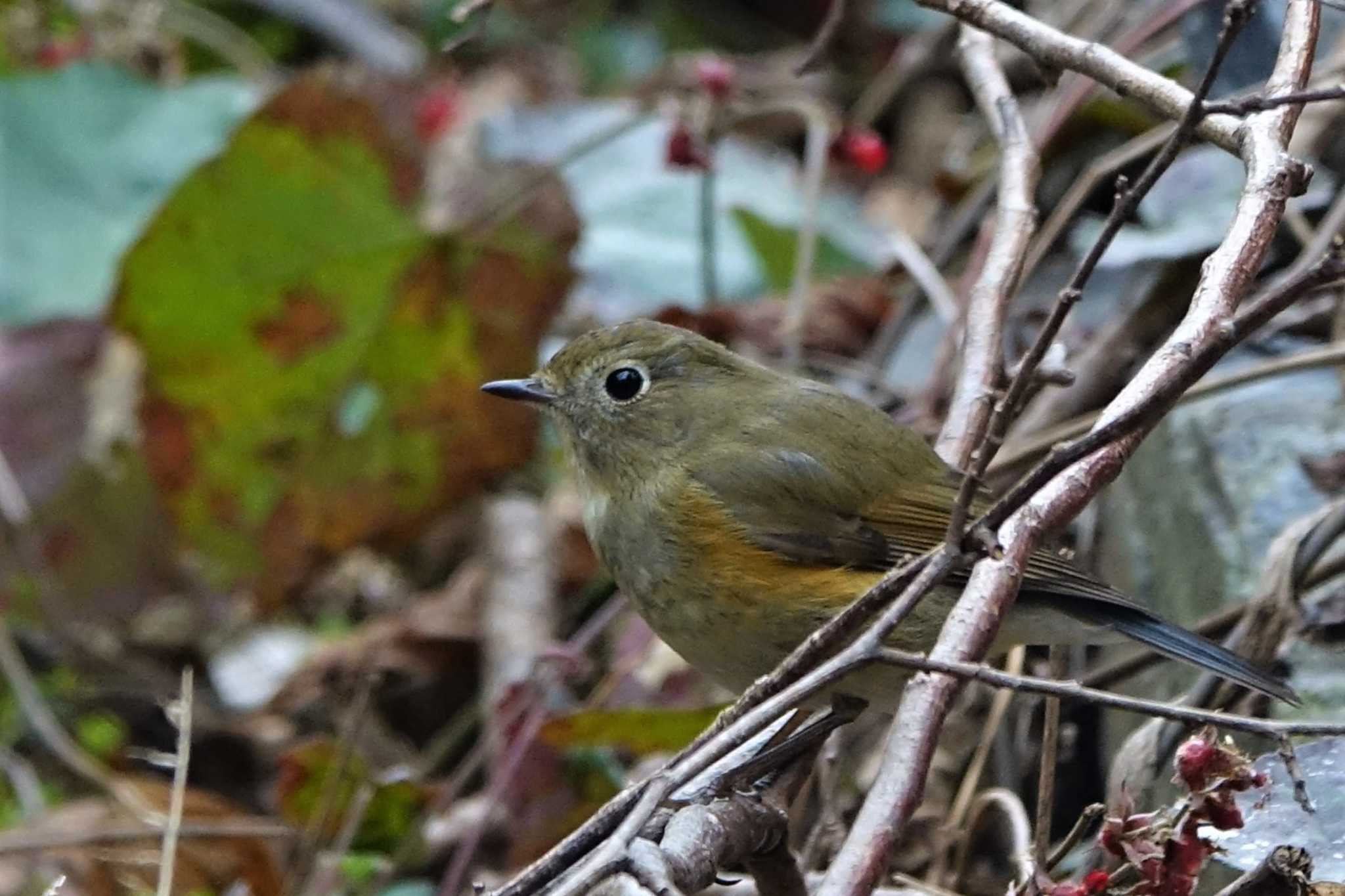 ロクハ公園(滋賀県草津市) ルリビタキの写真