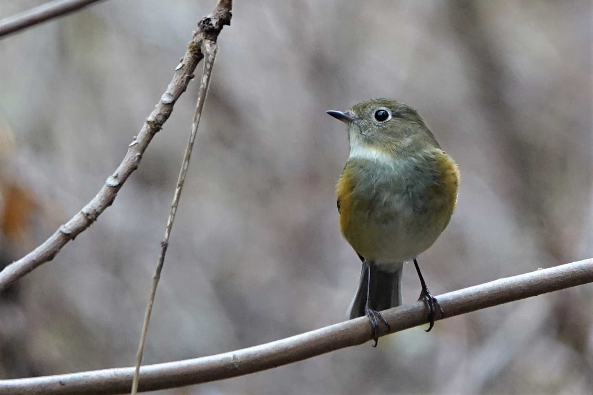 ロクハ公園(滋賀県草津市) ルリビタキの写真