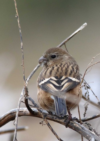 Siberian Long-tailed Rosefinch 岩藤新池 Mon, 1/2/2023