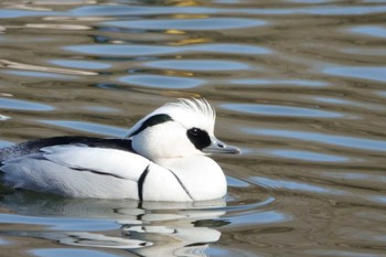 Smew 井頭公園 Mon, 1/9/2023