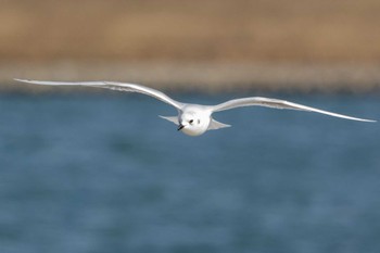 Saunders's Gull 加古川河口 Sun, 12/25/2022