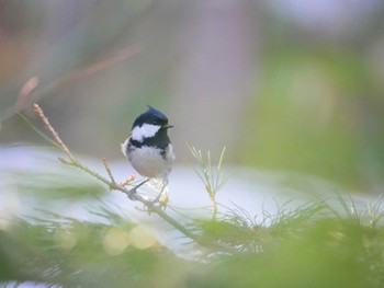 Coal Tit 長野市 Fri, 3/30/2018