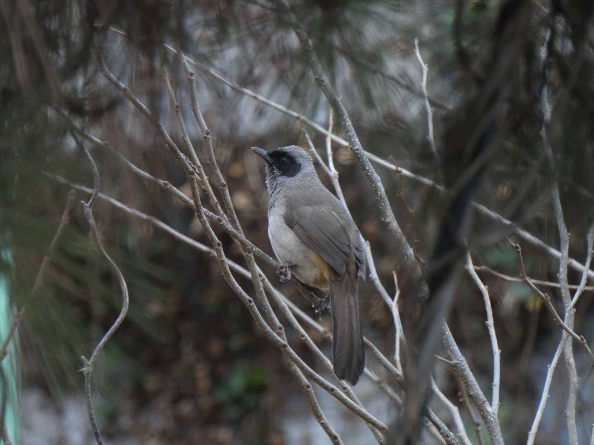 カオグロガビチョウ